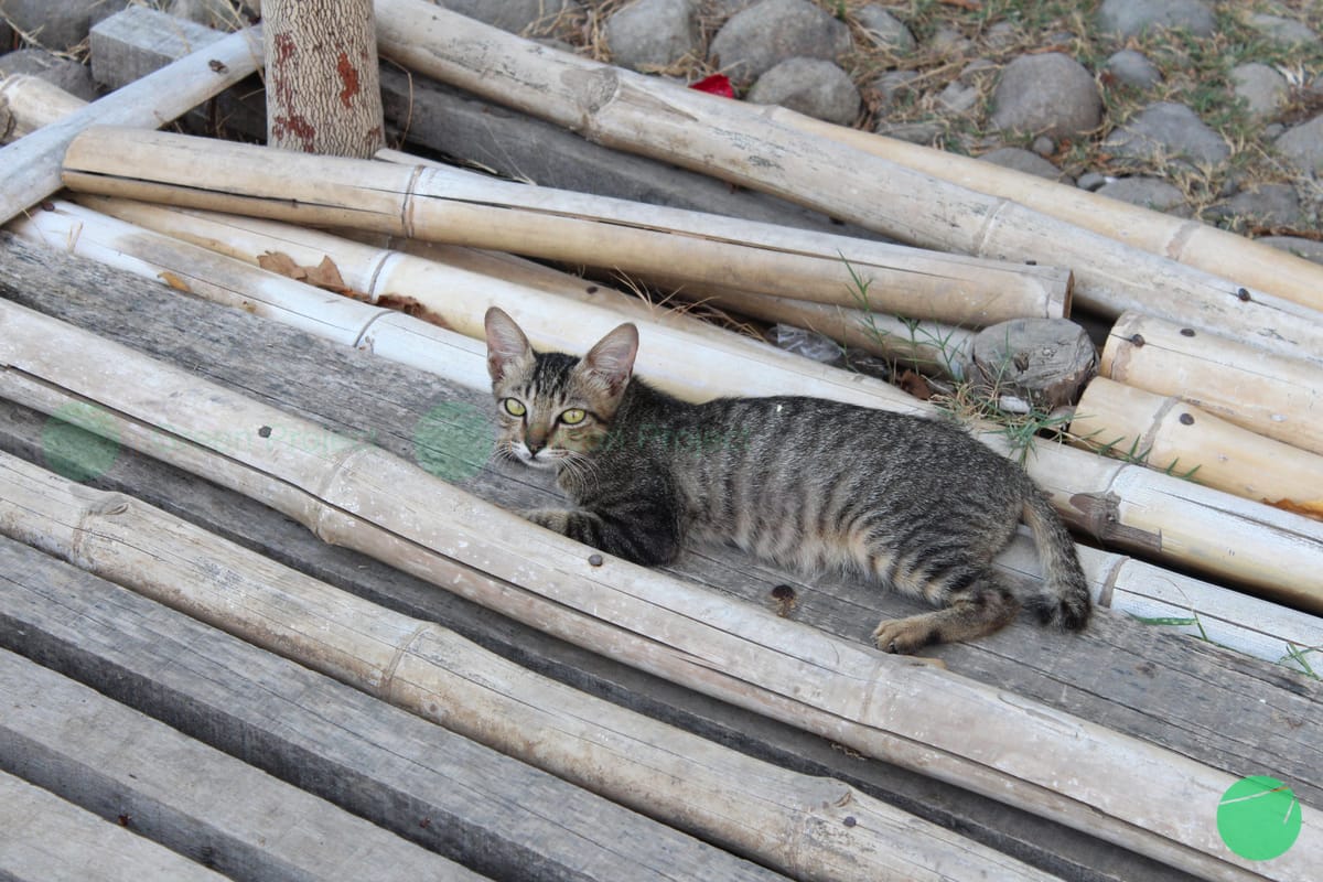 Asal, Jenis - Jenis dan Karakteristik Kucing Tabi (Felis catus)