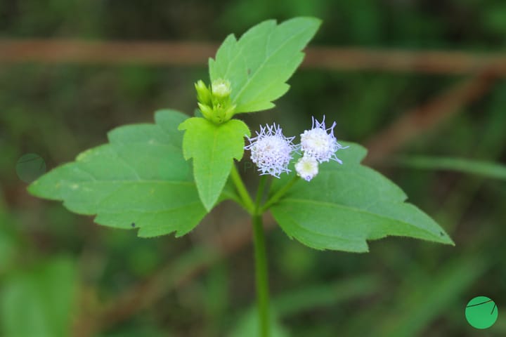 Bandotan (Ageratum conyzoides)