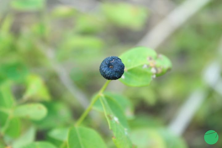 Mangsian (Phyllanthus reticulatus)