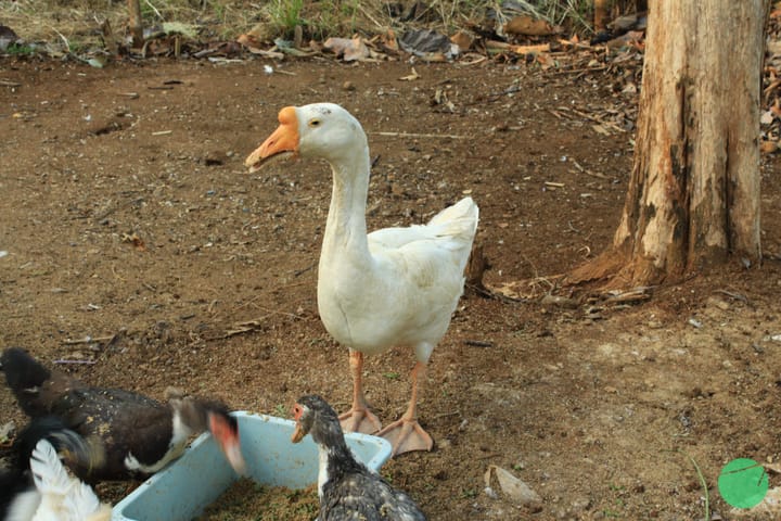 Bebek sebagai Hewan Komersil