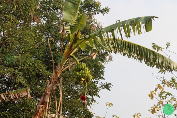 Sejarah Komersialiasi Pisang (Musa)